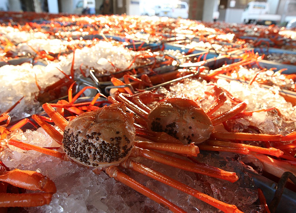 【春を祝う】調理済み冷凍香住ガニ4肩　かに塩、味噌付き！